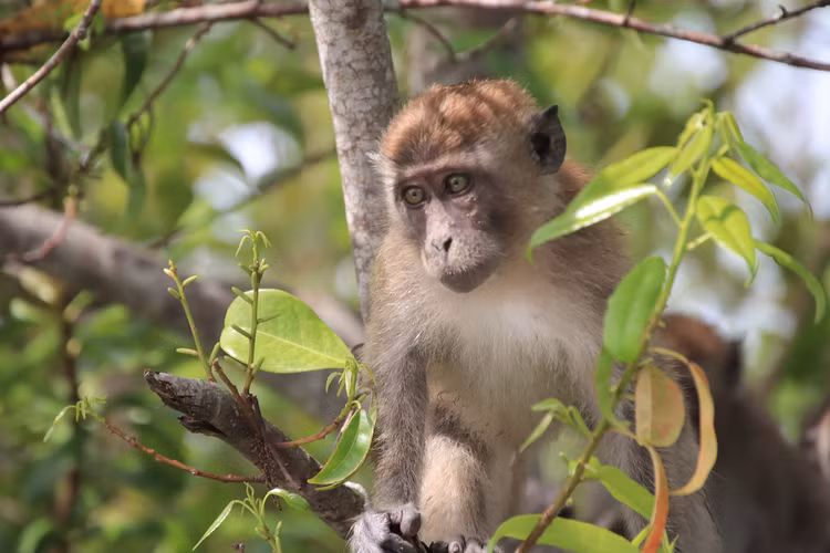 17 ca the khi duoi dai bi van chuyen trai phep: Loai cuc quy-Hinh-4