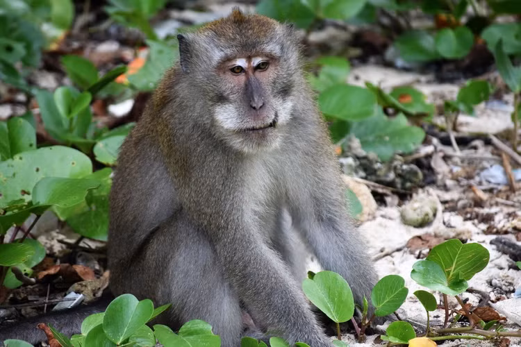 17 ca the khi duoi dai bi van chuyen trai phep: Loai cuc quy-Hinh-2