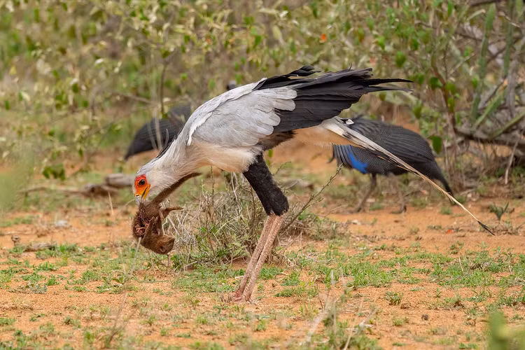 Loai chim hiem nhat hanh tinh, chuyen giam chet ran doc de an thit-Hinh-4