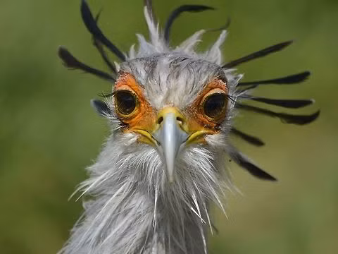 Loai chim hiem nhat hanh tinh, chuyen giam chet ran doc de an thit-Hinh-3