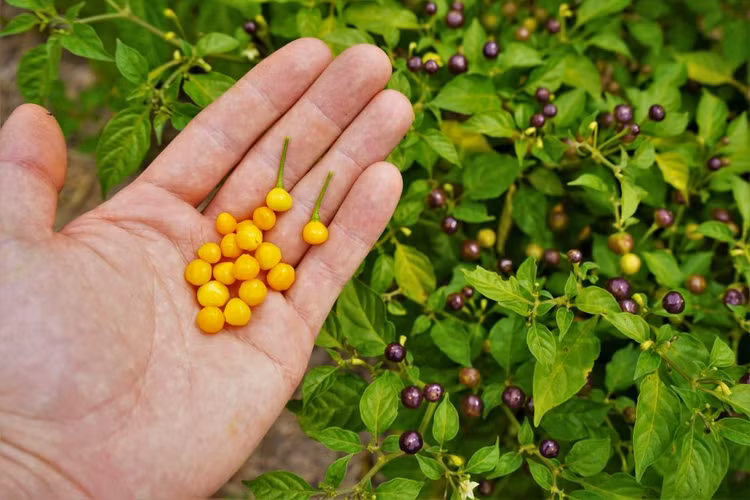 Loai qua gia vi dat bac nhat the gioi, Viet Nam day ray-Hinh-5