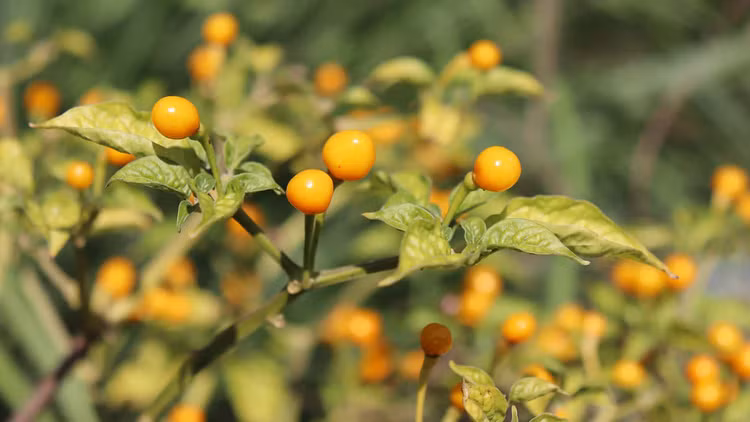 Loai qua gia vi dat bac nhat the gioi, Viet Nam day ray-Hinh-7