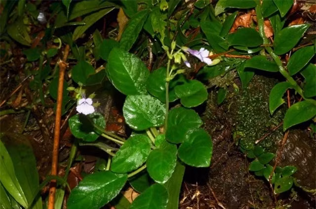 Chiem nguong loai hoa quy hiem, chi duy nhat Viet Nam co-Hinh-8