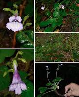 Chiem nguong loai hoa quy hiem, chi duy nhat Viet Nam co-Hinh-6