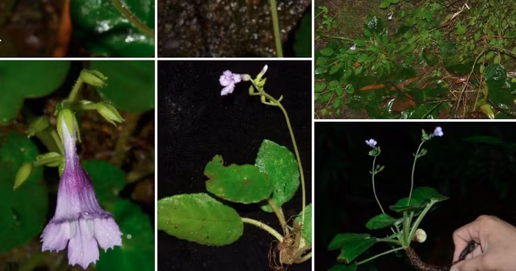 Chiem nguong loai hoa quy hiem, chi duy nhat Viet Nam co