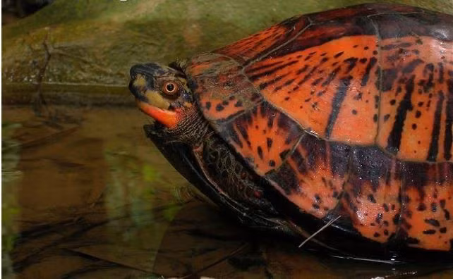 Hai ca the rua vua giao nop o Quang Ngai: Loai trong Sach Do-Hinh-3