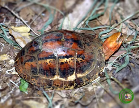 Hai ca the rua vua giao nop o Quang Ngai: Loai trong Sach Do-Hinh-6