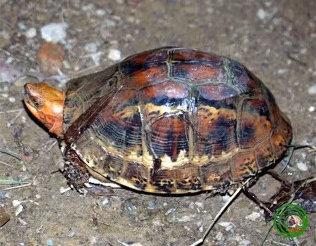 Hai ca the rua vua giao nop o Quang Ngai: Loai trong Sach Do-Hinh-5