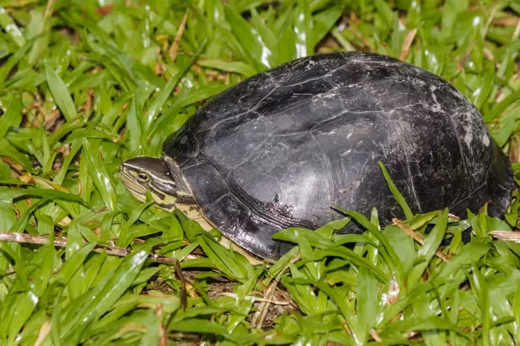 Hai ca the rua vua giao nop o Quang Ngai: Loai trong Sach Do-Hinh-10