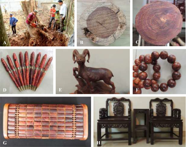 Đi thăm mộ thấy khúc gỗ lạ giật mình khi biết lai lịch thật - Hình 5 Di tham mo thay khuc go la giat minh khi biet lai lich that-Hinh-5