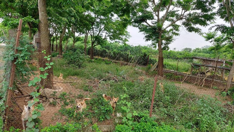 Đi thăm mộ thấy khúc gỗ lạ giật mình khi biết lai lịch thật - Hình 8 Di tham mo thay khuc go la giat minh khi biet lai lich that-Hinh-8