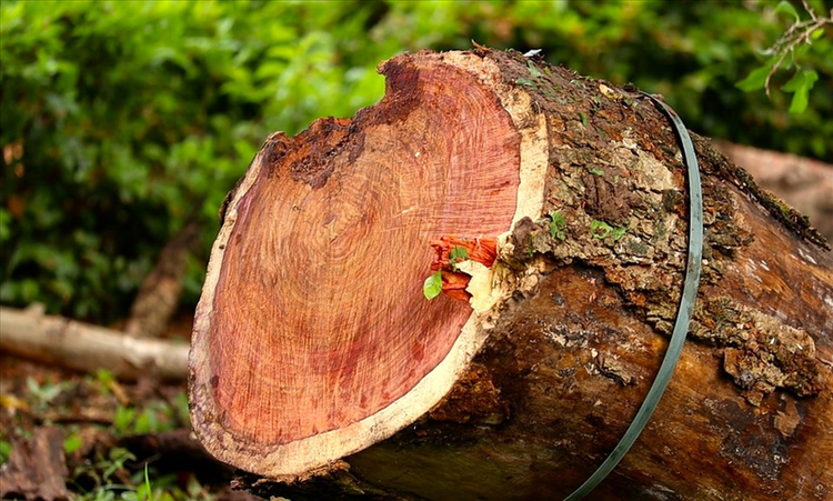 Đi thăm mộ thấy khúc gỗ lạ giật mình khi biết lai lịch thật - Hình 7 Di tham mo thay khuc go la giat minh khi biet lai lich that-Hinh-7