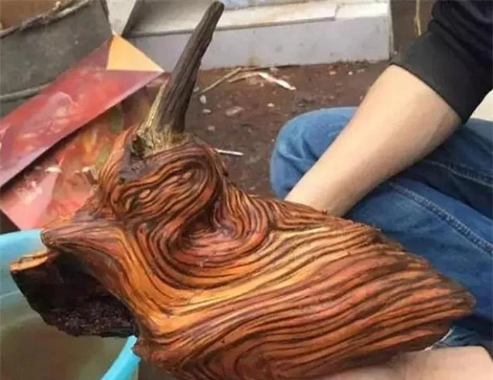 Đi thăm mộ thấy khúc gỗ lạ giật mình khi biết lai lịch thật Di tham mo thay khuc go la giat minh khi biet lai lich that