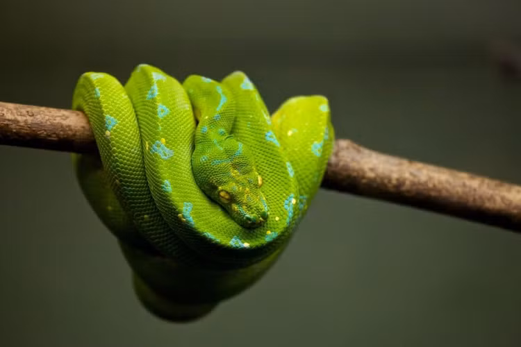 Se nhu the nao neu toan bo ran tren Trai dat bi tuyet diet?-Hinh-8