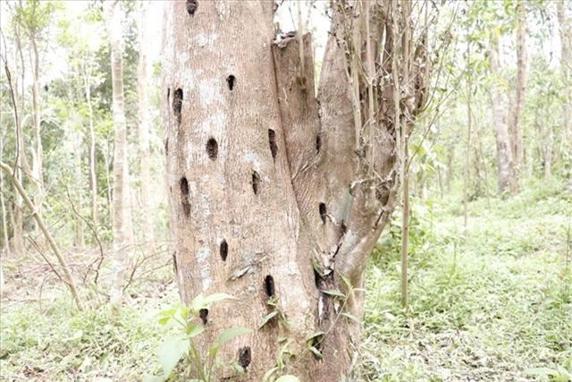 Bán hớ khúc gỗ quý hàng đầu Việt Nam, nông dân tiếc 'ngất người' - Hình 3 Ban ho khuc go quy hang dau Viet Nam, nong dan tiec 'ngat nguoi'-Hinh-3