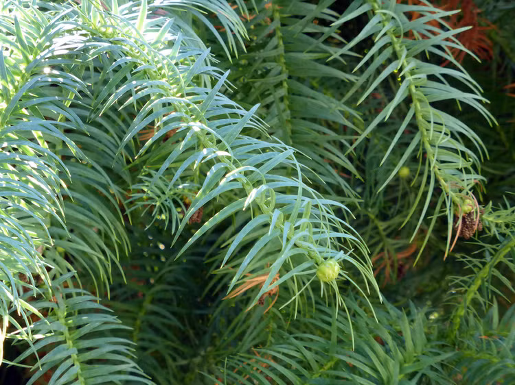 Tan muc 'than moc' khong lo 1.500 tuoi, quy hiem nhat Viet Nam-Hinh-4