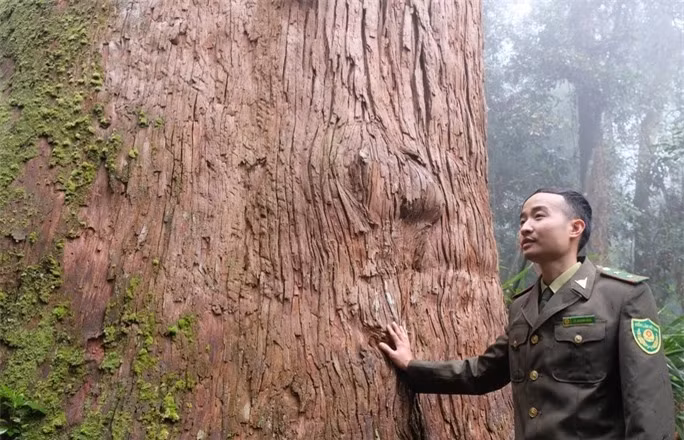 Tan muc 'than moc' khong lo 1.500 tuoi, quy hiem nhat Viet Nam-Hinh-2