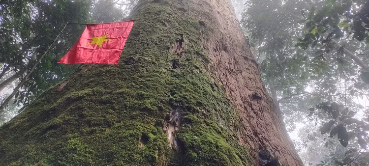 Tan muc 'than moc' khong lo 1.500 tuoi, quy hiem nhat Viet Nam-Hinh-8