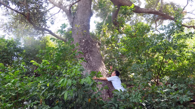 Loai cay quy hiem nhat hanh tinh, chi Viet Nam moi co-Hinh-3