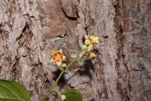 Loai cay quy hiem nhat hanh tinh, chi Viet Nam moi co-Hinh-8