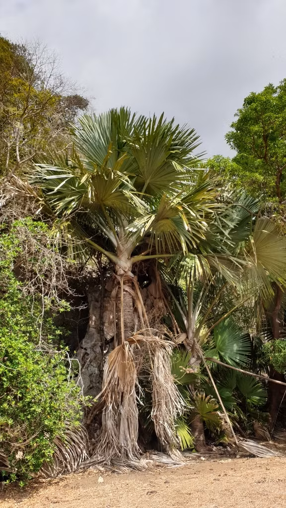 Loai cay ky la, nua the ky moi no hoa roi... chet-Hinh-5