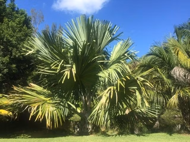 Loai cay ky la, nua the ky moi no hoa roi... chet-Hinh-7