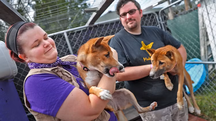 Loai cho biet hat quy hiem, ca the gioi chi con 200 con-Hinh-6