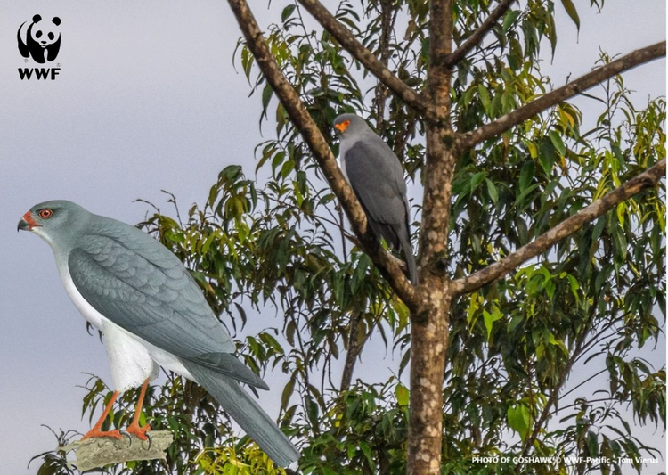 'Than dieu' quy hiem tro lai sau nua the ky mat tam mat tich-Hinh-3