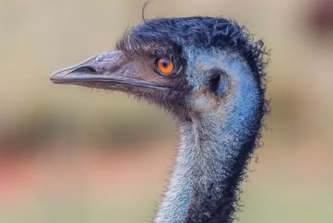 Tim thay trung cua loai chim hiem nhat the gioi trong rung-Hinh-3