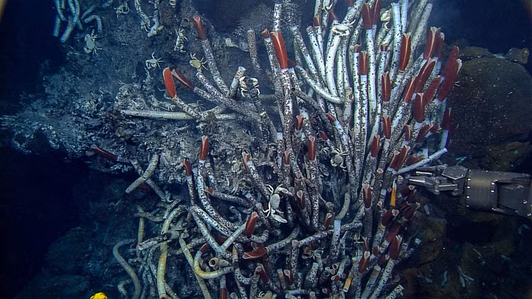 Bat ngo phat hien 'the gioi ngam' duoi bien, chuyen gia canh bao nong-Hinh-7