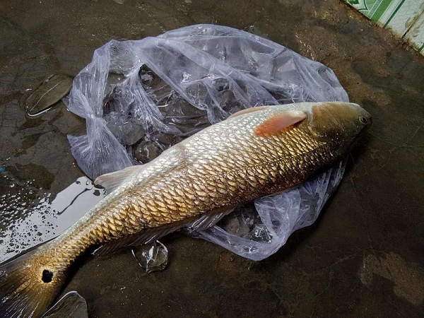 Ca the gioi khat khao so huu loai ca dat do nhat Viet Nam nay-Hinh-5