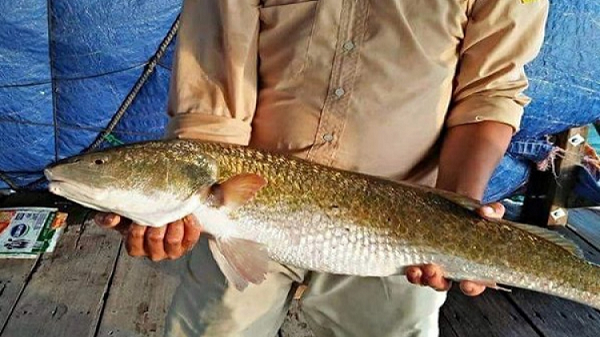 Ca the gioi khat khao so huu loai ca dat do nhat Viet Nam nay-Hinh-7