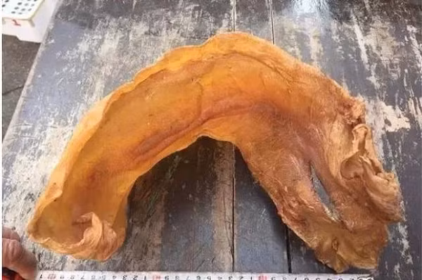 Cả thế giới khát khao sở hữu loài cá đắt đỏ nhất Việt Nam này - Hình 10 Ca the gioi khat khao so huu loai ca dat do nhat Viet Nam nay-Hinh-10