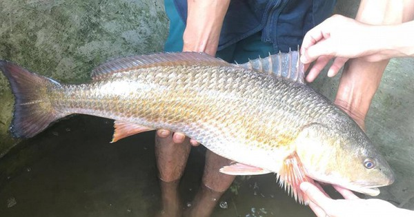 Ca the gioi khat khao so huu loai ca dat do nhat Viet Nam nay-Hinh-2