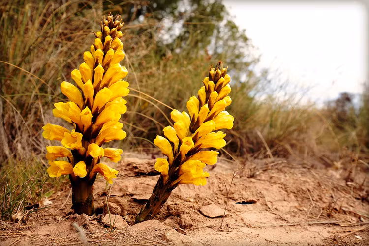 Dao dat tim mang, doi doi khi dung trung... 