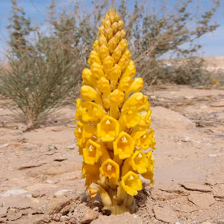 Dao dat tim mang, doi doi khi dung trung... 