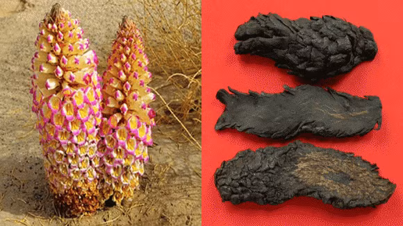 Dao dat tim mang, doi doi khi dung trung... 