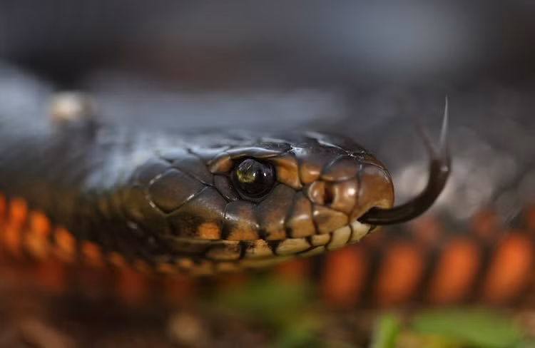 Thay tieng dong la, run ray thay 102 con “quai thu” ngoai vuon-Hinh-7