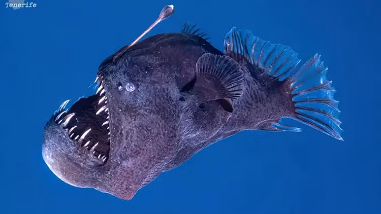 “Quy bien den” bat ngo troi len mat nuoc, ca coi mang xon xao-Hinh-2