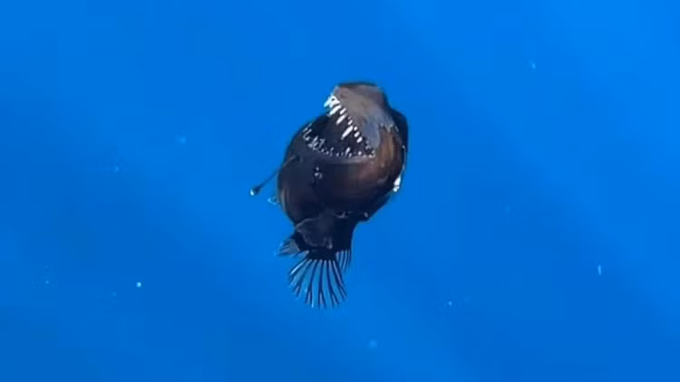 “Quy bien den” bat ngo troi len mat nuoc, ca coi mang xon xao-Hinh-5