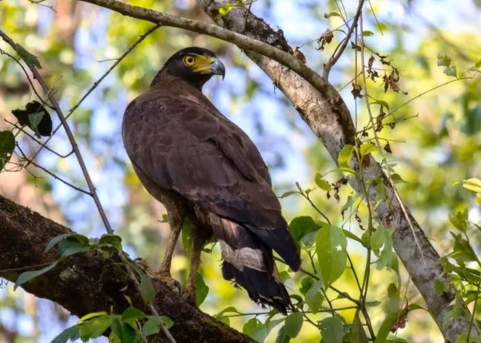 Loai chim “sat thu” hung hang nhat the gian... ran doc cung phai ren-Hinh-2