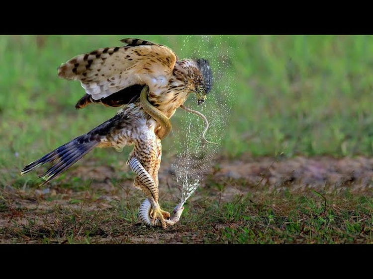 Loai chim “sat thu” hung hang nhat the gian... ran doc cung phai ren-Hinh-7