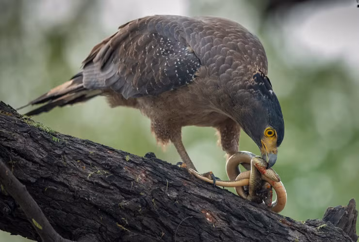 Loai chim “sat thu” hung hang nhat the gian... ran doc cung phai ren-Hinh-5
