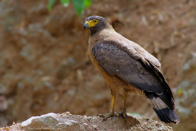 Loai chim “sat thu” hung hang nhat the gian... ran doc cung phai ren-Hinh-4