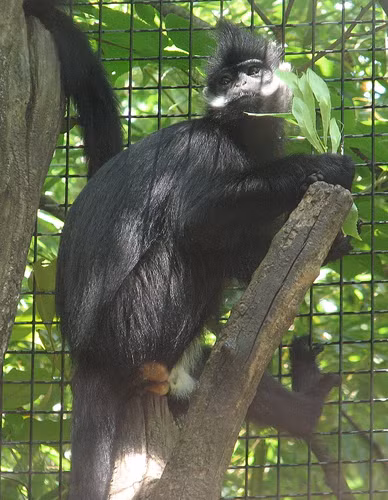 Can canh vooc den ma trang duoc cuu ho o Bac Kan: Loai quy hiem!-Hinh-7