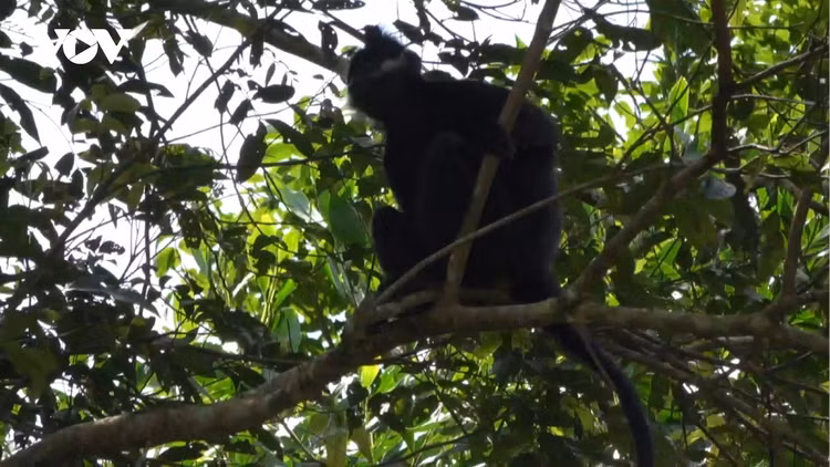 Can canh vooc den ma trang duoc cuu ho o Bac Kan: Loai quy hiem!-Hinh-3