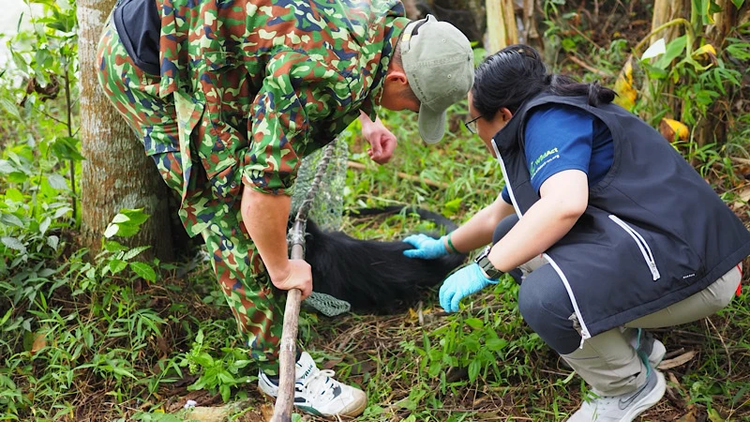 Can canh vooc den ma trang duoc cuu ho o Bac Kan: Loai quy hiem!-Hinh-2