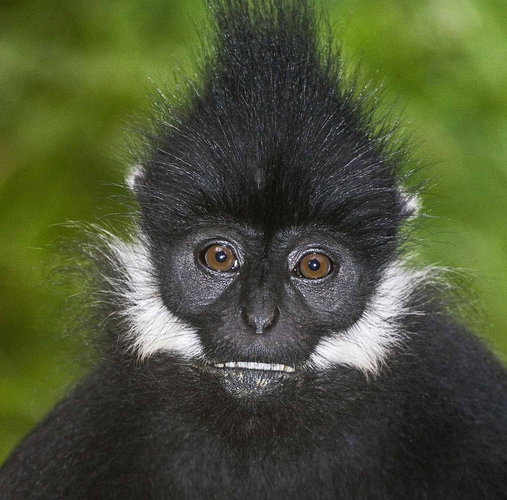 Can canh vooc den ma trang duoc cuu ho o Bac Kan: Loai quy hiem!-Hinh-5