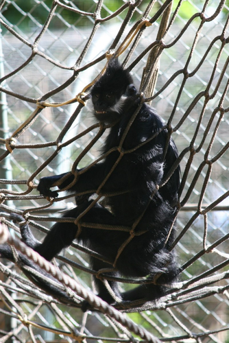 Can canh vooc den ma trang duoc cuu ho o Bac Kan: Loai quy hiem!-Hinh-9