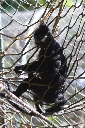 Can canh vooc den ma trang duoc cuu ho o Bac Kan: Loai quy hiem!-Hinh-9